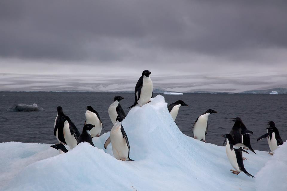 Adelie penguins chilling on an iceberg